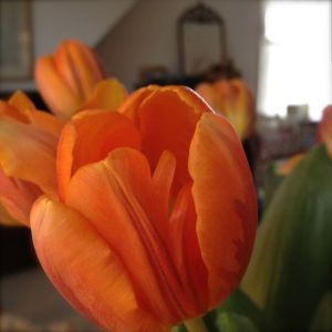 Tulips